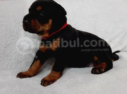 Doberman Yavruları