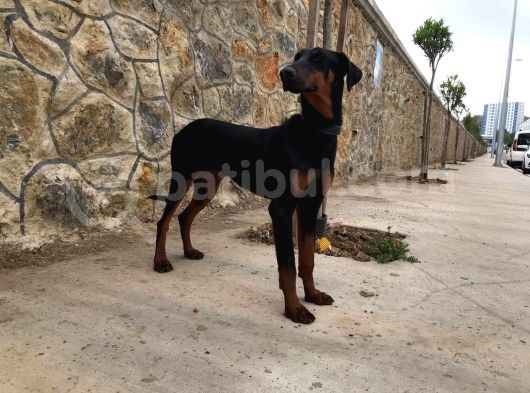 Damızlık Doberman  görsel