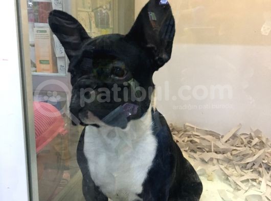 Tek Kelime Fransız Bulldog görsel