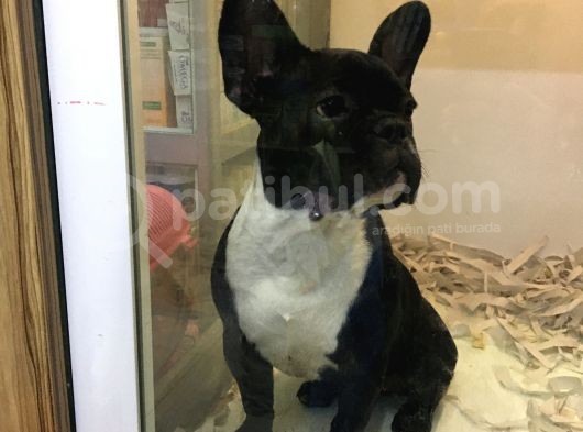 Tek Kelime Fransız Bulldog görsel