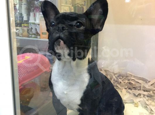 Tek Kelime Fransız Bulldog görsel