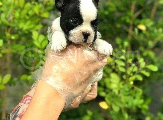 French Bulldog Yavruları görsel