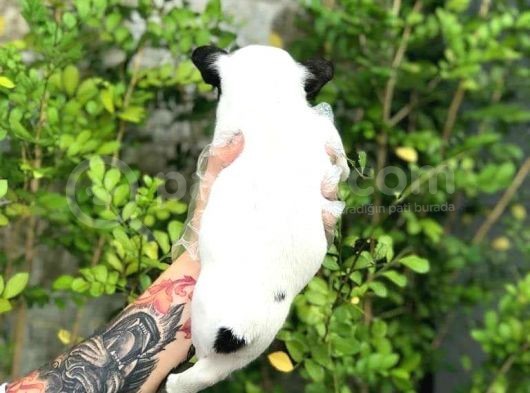 French Bulldog Yavruları görsel