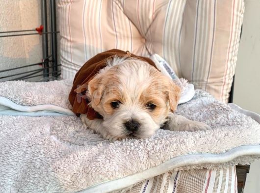 A Kalite Maltipoo Yavrular görsel