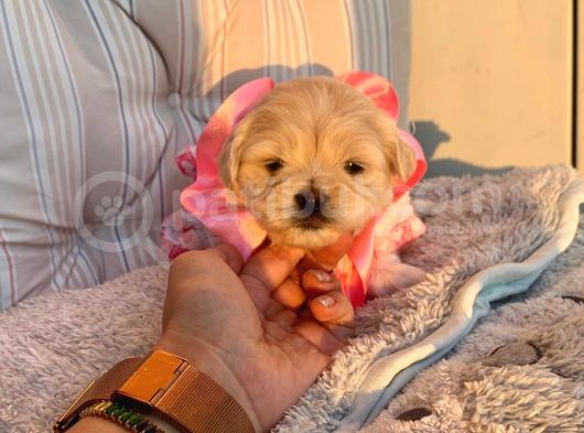 A Kalite Maltipoo Yavrular görsel