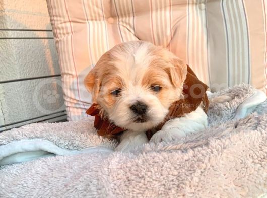 A Kalite Maltipoo Yavrular görsel