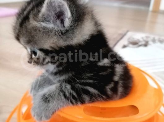 Ömürlük Evine Gitmeye Hazır Scottish Bebek görsel