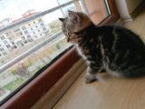 Ömürlük Evine Gitmeye Hazır Scottish Bebek
