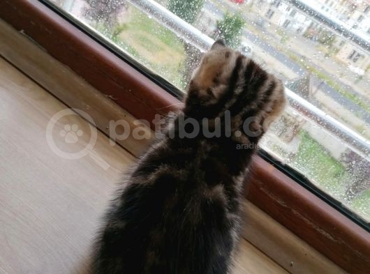 Ömürlük Evine Gitmeye Hazır Scottish Bebek görsel