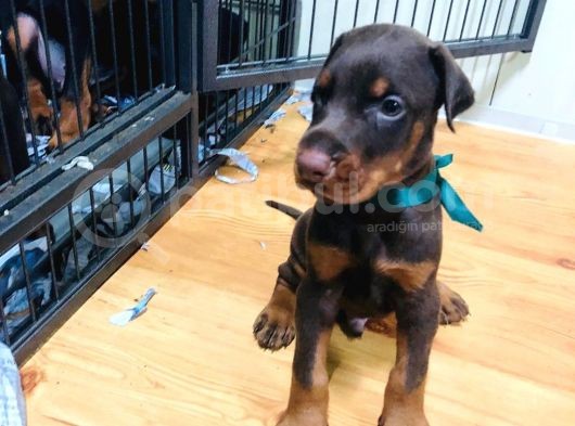 Secereli Doberman Yavruları görsel