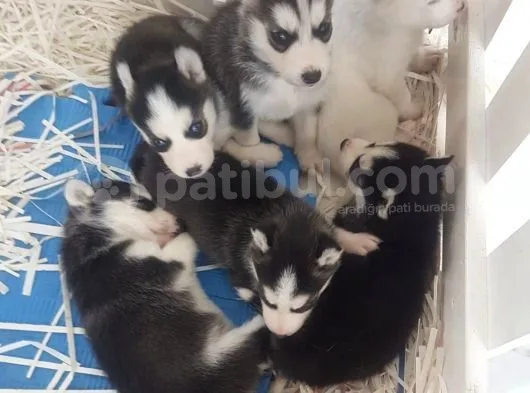Orjinal Sibirya Kurdu(Husky) Bebekleri
