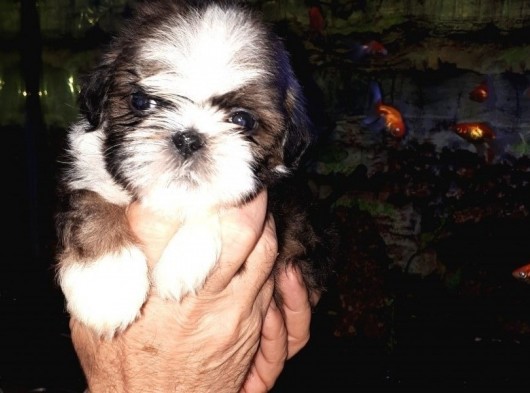 Secereli Shih Tzu  Yavrular görsel