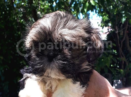 Secereli Shih Tzu  Yavrular görsel