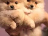 Ayıcık Surat Pomeranian Yavruları