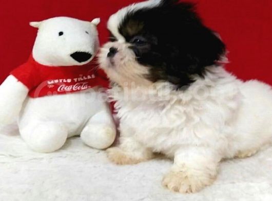 Orjinal Shih Tzu Erkek Yavru görsel