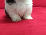 Orjinal Shih Tzu Erkek Yavru