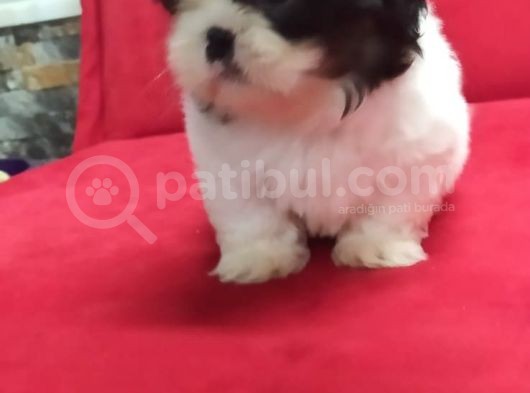 Orjinal Shih Tzu Erkek Yavru görsel