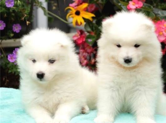 Kar Beyaz Samoyed Yavrularımız görsel
