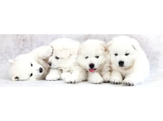 Kar Beyaz Samoyed Yavrularımız