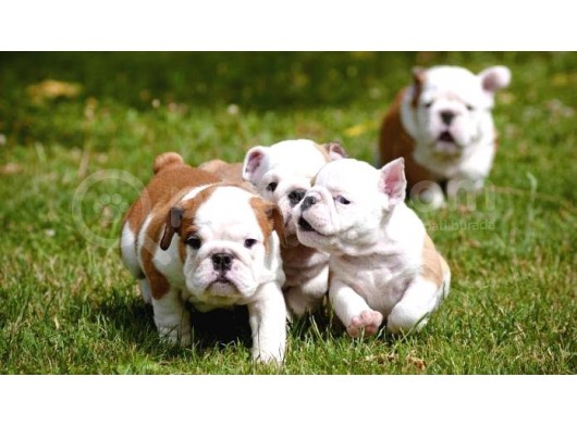 Show Kalite İngiliz Bulldog Yavrularımız görsel