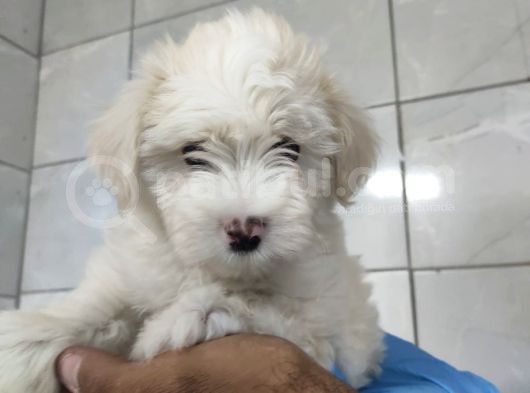 Maltipoo görsel