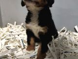 Bernese Mountain Dog