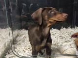 Doberman