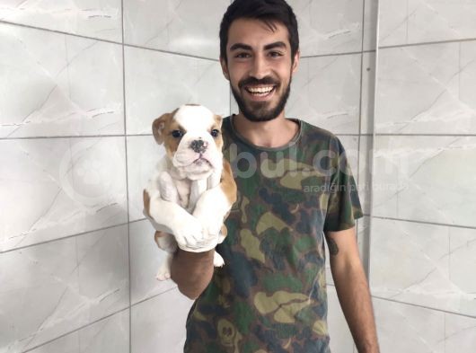 İngiliz Bulldog görsel