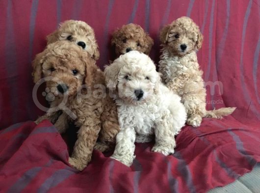 Toy Poodle görsel