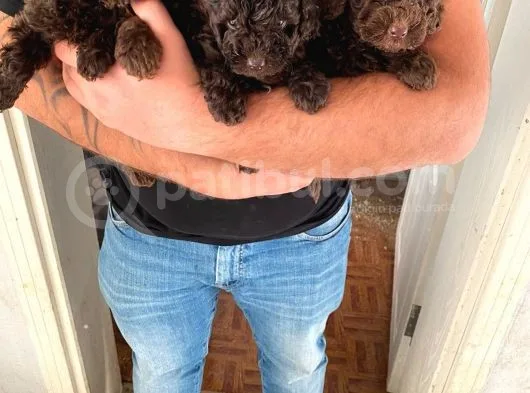 Toy Poodle