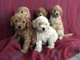 Toy Poodle