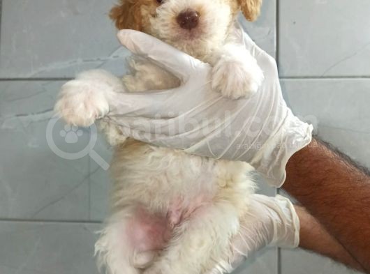 Toy Poodle görsel