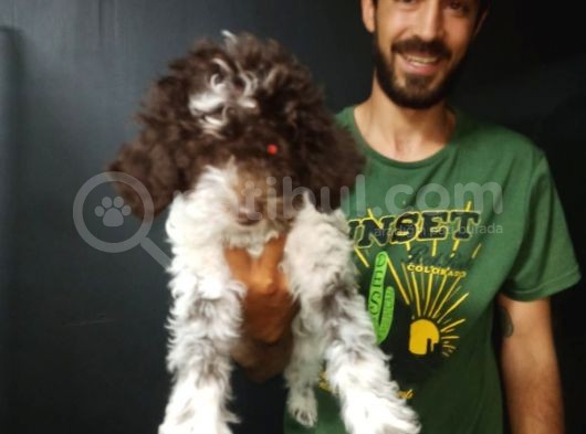 Toy Poodle görsel