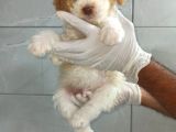 Toy Poodle