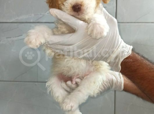 Toy Poodle görsel