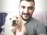 A Kalite Chow Chow Bebekler