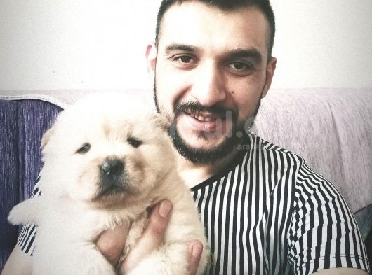 A Kalite Chow Chow Bebekler görsel