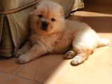 A Kalite Chow Chow Bebekler