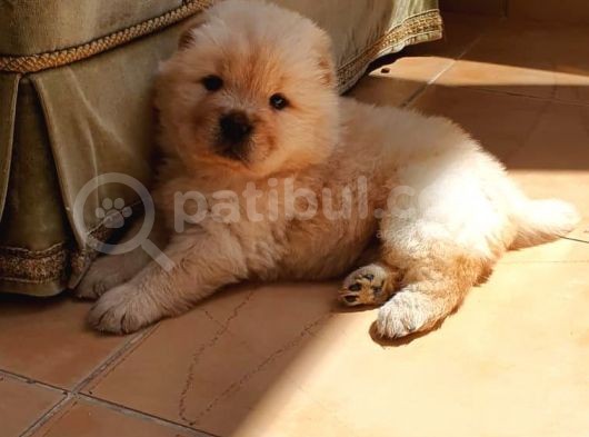 A Kalite Chow Chow Bebekler görsel