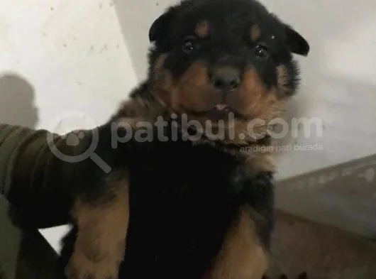 Muhteşem Kalite Rotweiller Yavrularımız