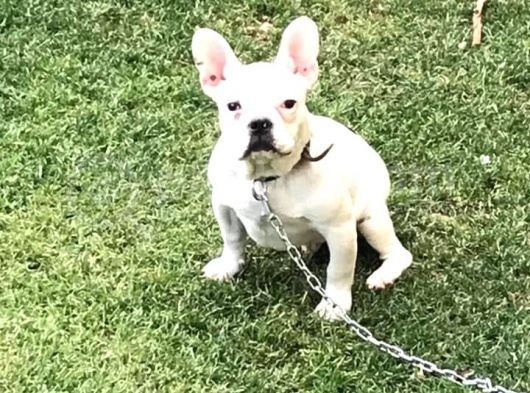 5 Aylık Erkek  French Bulldog