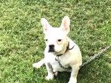 5 Aylık Erkek  French Bulldog