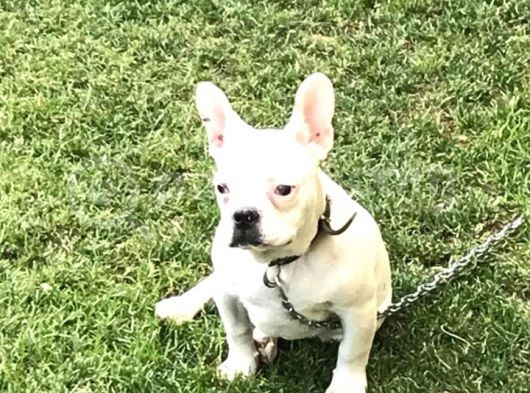 5 Aylık Erkek  French Bulldog görsel