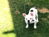 5 Aylık Erkek  French Bulldog