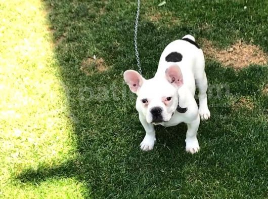 5 Aylık Erkek  French Bulldog görsel