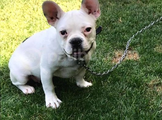 5 Aylık Erkek  French Bulldog görsel