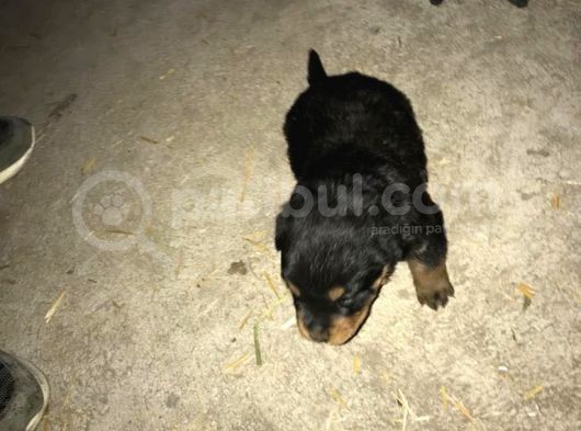 Muhteşem Kalite Rotweiller Yavrularımız görsel