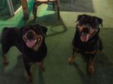Muhteşem Kalite Rotweiller Yavrularımız