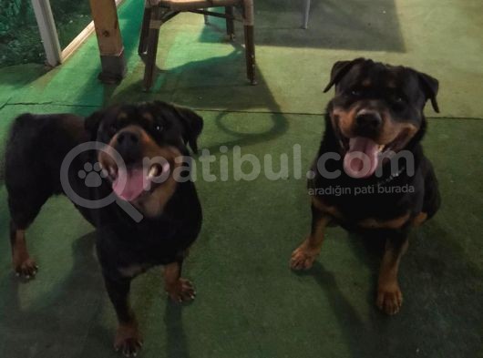Muhteşem Kalite Rotweiller Yavrularımız görsel
