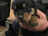 Muhteşem Kalite Rotweiller Yavrularımız